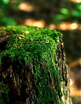  - Wood - 1043065
