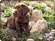  - Puppy - 1052545