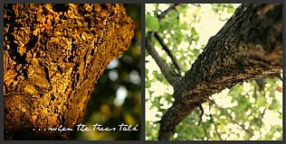 - ...when the trees talk - 1059482
