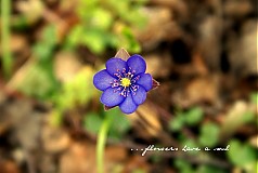 - ...flowers have a soul - 1059522