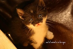  - ...soul of animal is in his eyes   - 1060095