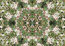  - Nálepka na notebook Mandala 2 - 1071825