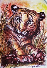  - tiger - 1096172