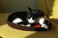  - peliešok Chilli - 1116975