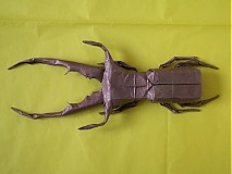  - Cyclommatus Metallifer - 1130688