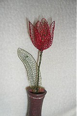 - tulipán - 1139022