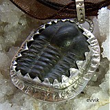  - český trilobit - 1214850