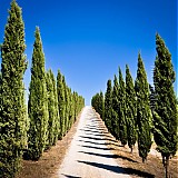  - Tuscan road - 1256145