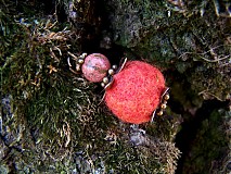 - Plstenná rozprávka z machu a papradia (prívesok) - 1289546