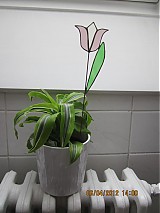 - Ružovobiely Tulipán - 1331527