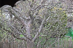  - Lothlórien - 1390444