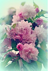  - Japonská čerešňa PINK - 1436969