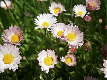 - Daisy - 1453488