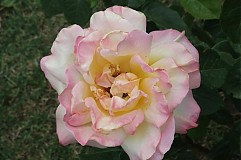  - Rose - 1458340