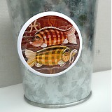 - Ryby - magnet - 1461232