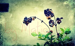  - Ugly Flowers - 1461993