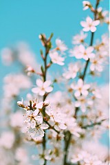  - Spring - 1464344