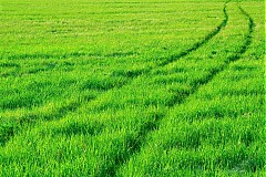 - Track and field - 1464347