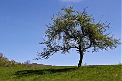  - Osamelosť - 1466664