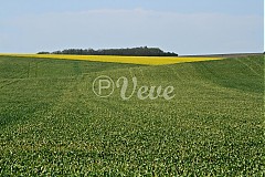  - Zelená vlna - 1466687