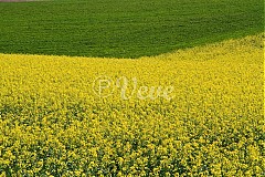  - Žltá rieka - 1466706