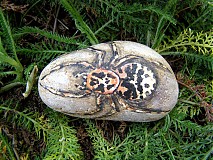 - pavúčik- lepivka - 1466820