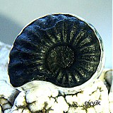- amonit z Peru - 1467260