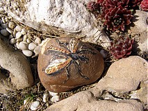 - tipula - 1468733