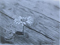  - Margarétka - 184076