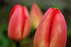  - Tulipány - 273671