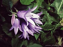 - Purple - 431726