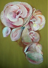  - Begonia - 464448