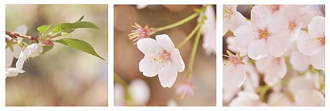  - in bloom - 510291