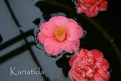  - Camelia - 519495