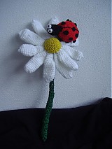  - margarétka - 553625