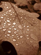  - After rain - 581011