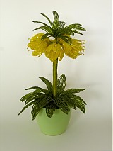  - Fritillaria Imperialis - 588149