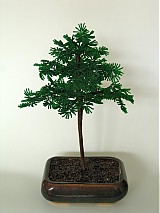  - Bonsai borovica - 588192
