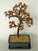  - Bonsai javor - 588200