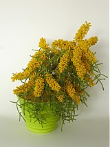  - Mimoza - 588204