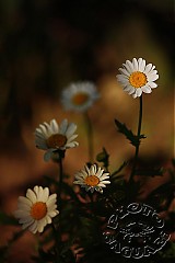 - schované ... - 597534