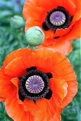 - papaver orientale - 629796