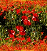  - RED ARMY zarámované foto 50x47 cm - 632063