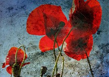  - MAKY s textúrou zarámované foto 31x41 cm - 632068