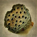  - SKRÝŠE fotoplátno 30x30 cm - 633760