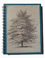 - Dub letný (lat. Quercus robur) - 637744