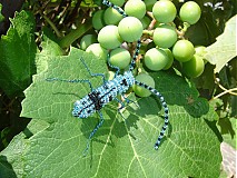 - - 652330