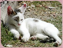  - Kitten - 721595