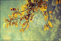  - Celestial Summer - 765623