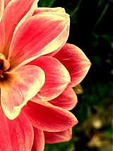  - Exotica - 771512